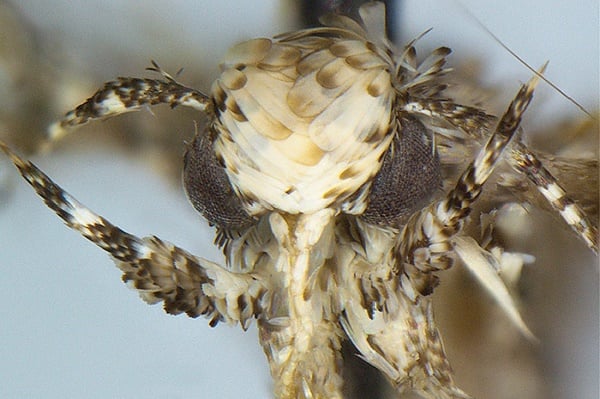 Moth named after Donald Trump | TheCable Lifestyle