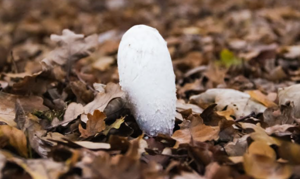 Oval white mushroom. Picture taken at Brunssum Park, Netherlands