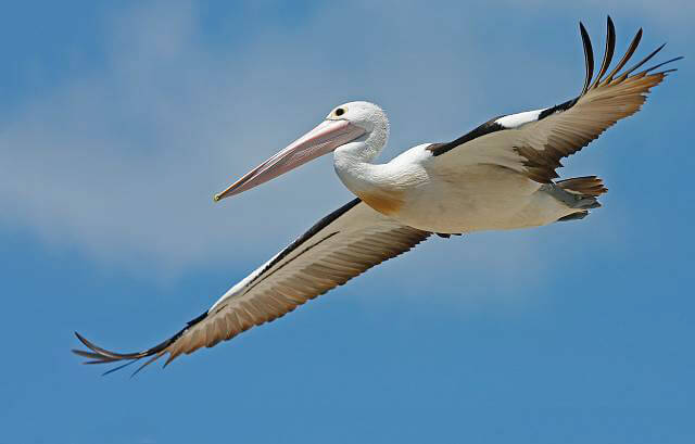 pelican_australian