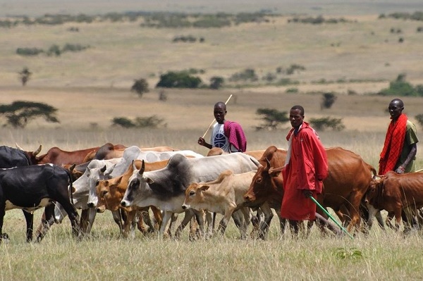 'Its either greed or plain agenda' -- Reactions trail FG's Ruga settlement