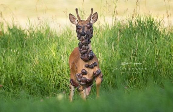 PHOTOS: Deer gets captured on camera with HPV tumors