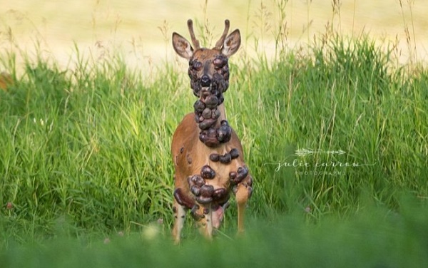 PHOTOS: Deer gets captured on camera with HPV tumors