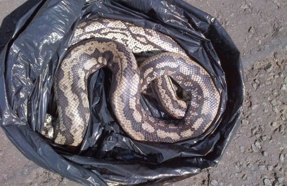 43 poisonous snakes found in man's luggage at Vienna airport
