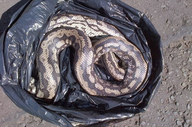 43 poisonous snakes found in man's luggage at Vienna airport
