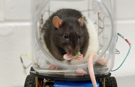 rats to drive cars in inquiry into stress levels, mental disorders
