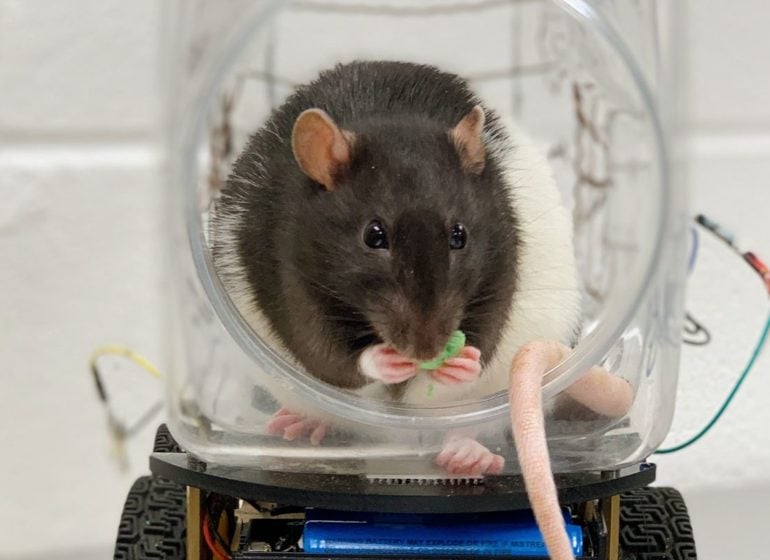 rats to drive cars in inquiry into stress levels, mental disorders