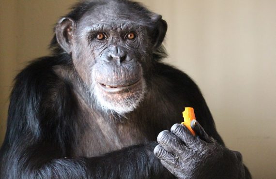UNN zoo's last surviving chimp embalmed after death at 50