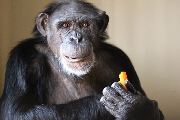 UNN zoo's last surviving chimp embalmed after death at 50