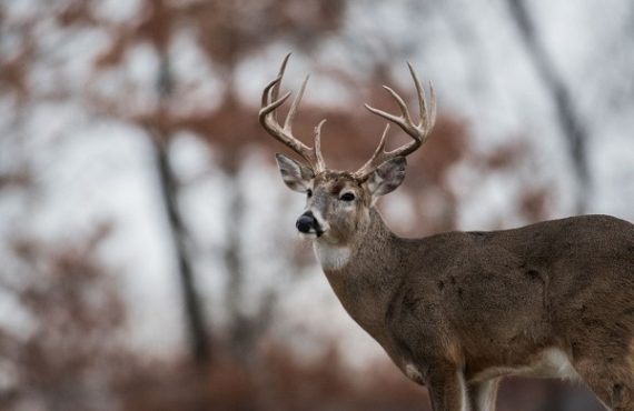 EXTRA: Hunter gored to death by deer he thought had he killed