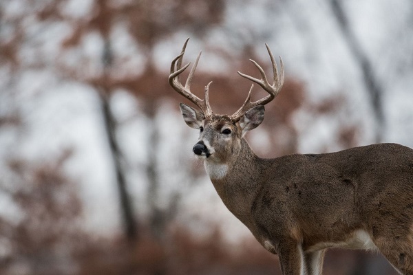 EXTRA: Hunter gored to death by deer he thought had he killed