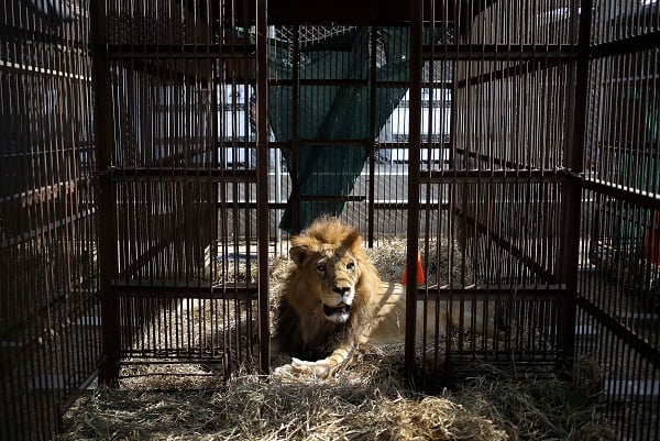 JUST IN: Escaped lion captured after devouring many goats
