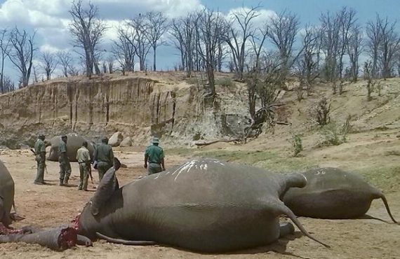 Zimbabwe's largest natural reserve loses 55 elephants to hunger, thirst