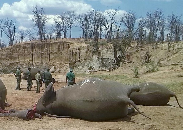 Zimbabwe's largest natural reserve loses 55 elephants to hunger, thirst