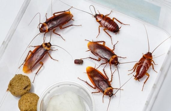 10 ways to get rid of cockroaches using home remedies