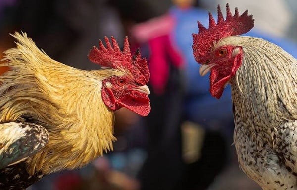 EXTRA: Rooster kills owner on their way to a cockfight