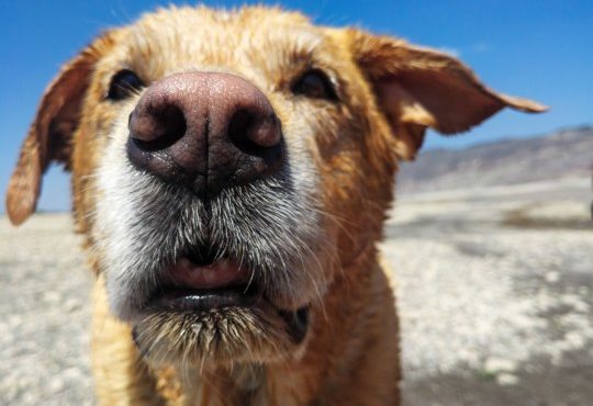 Study reveals why dogs have cold noses