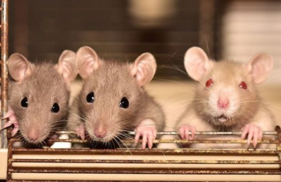 How it spreads, symptoms, treatment... all you should know about hantavirus