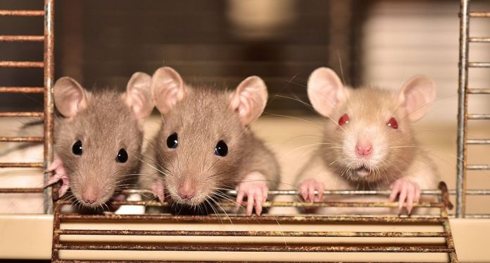 How it spreads, symptoms, treatment... all you should know about hantavirus
