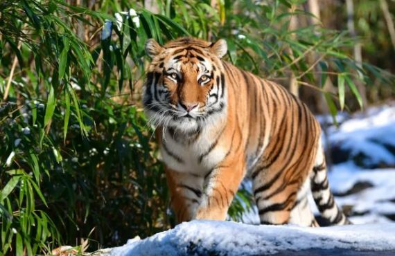 Tiger at US zoo tests positive for COVID-19 -- world's first known case