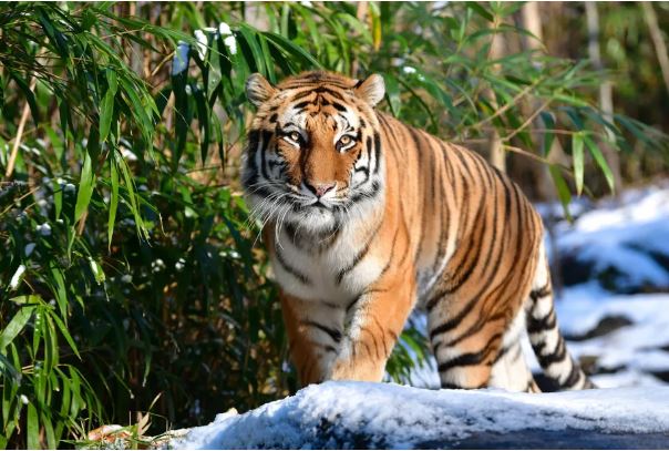 Tiger at US zoo tests positive for COVID-19 -- world's first known case