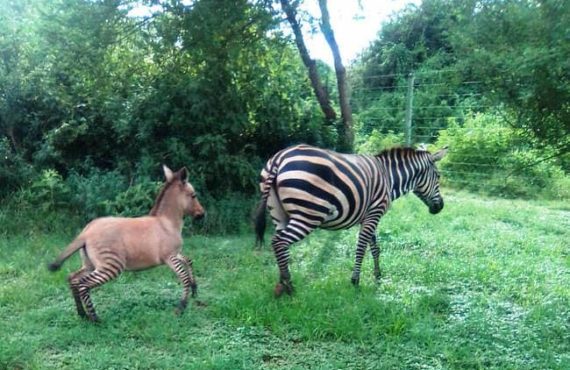 Zebra gives birth to 'zonkey' after mating with donkey