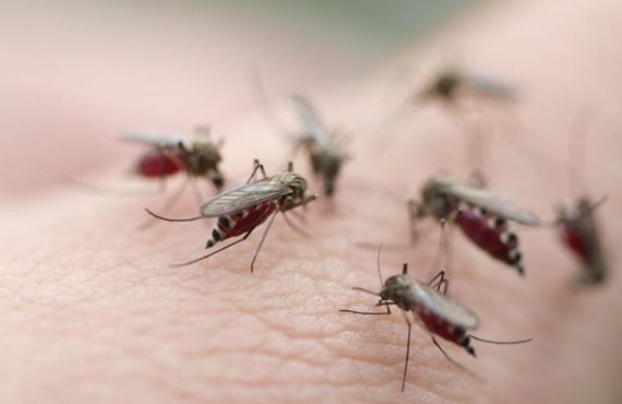 How vaccine made of mosquito spit could protect people from 'next epidemic'