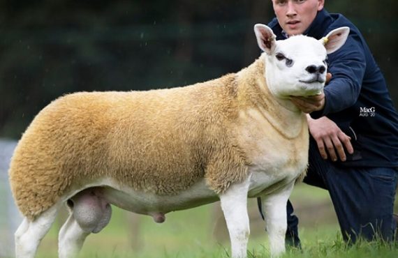 'World's most expensive sheep' sells for $490k at auction