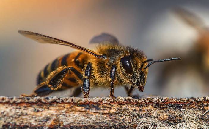 Honeybee venom can kill aggressive breast cancer cells, says study