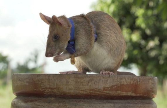 EXTRA: Rat wins bravery medal for sniffing out land mines