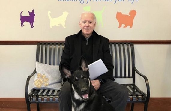 Biden's dog set to become first canine from animal shelter to live in White House