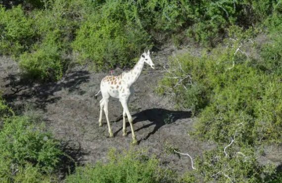 'World's only white giraffe' gets GPS tracking device