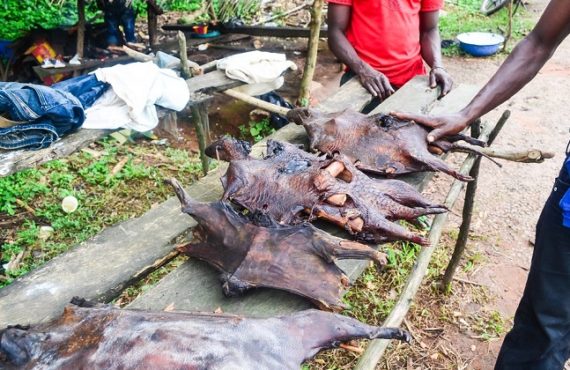 New survey shows widespread consumption of ‘bush meat’ among Nigerians