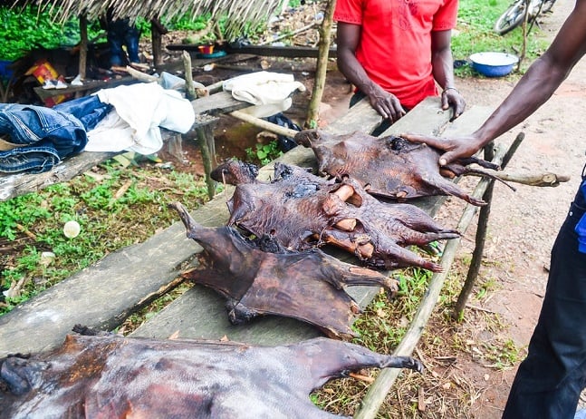 New survey shows widespread consumption of ‘bush meat’ among Nigerians