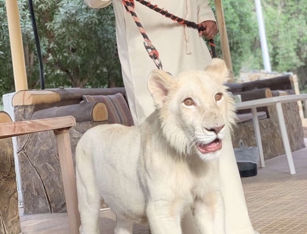 PHOTOS: Ahmed Indimi flaunts lion as 'new pet'