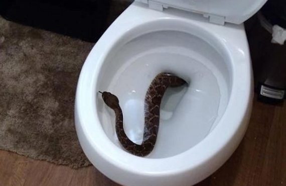 Five ways to prevent snakes from getting into your toilet
