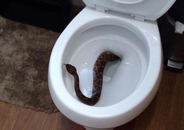 Five ways to prevent snakes from getting into your toilet