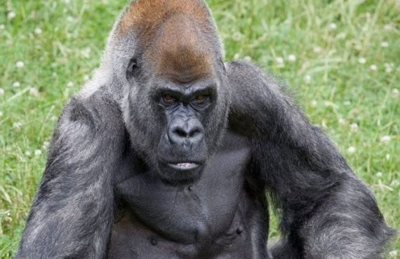World's oldest male gorilla dies at 61 after COVID-19 diagnosis