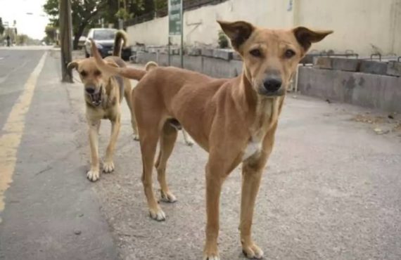 HORT STORY: Hungry dogs understood our plight too