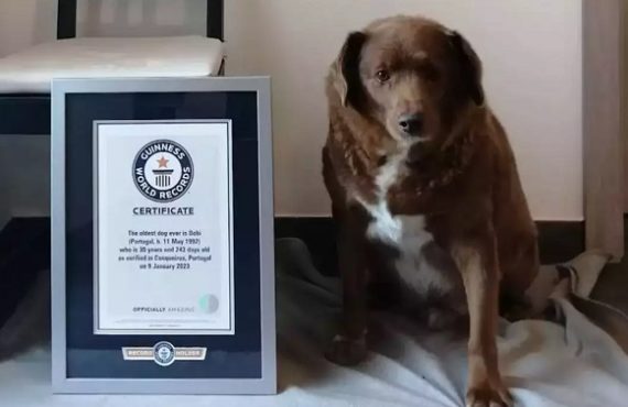 At 30, Bobi breaks record for world's oldest dog ever