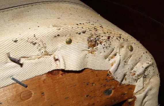 Four natural ways to get rid of bed bugs