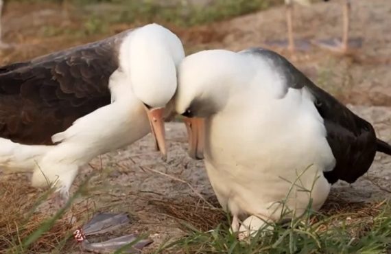 World's oldest known wild bird lays her first egg in four years at age 74