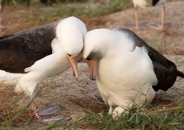 World's oldest known wild bird lays her first egg in four years at age 74