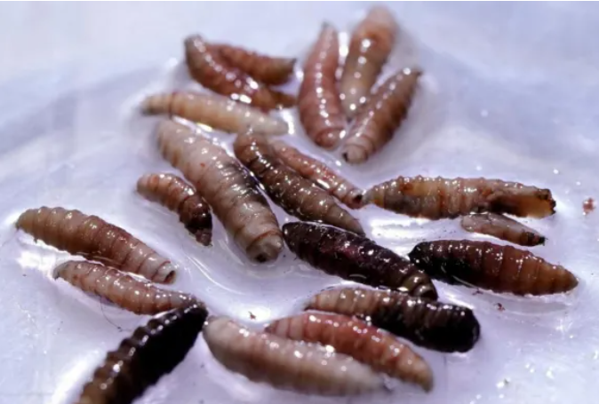 flesh-eating screwworm